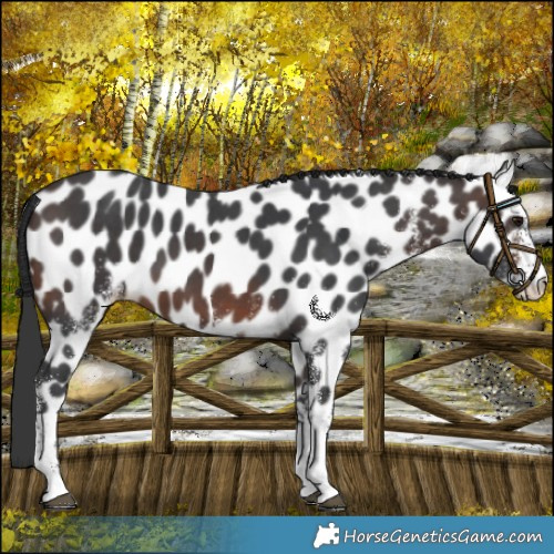 Horse Color:White Spotted Brown Appaloosa 