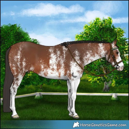 Horse Color:White Spotted Bay 