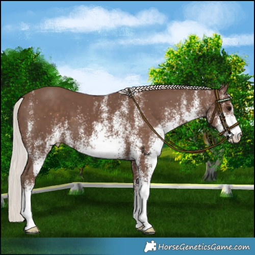 Horse Color:White Spotted Silver Black 