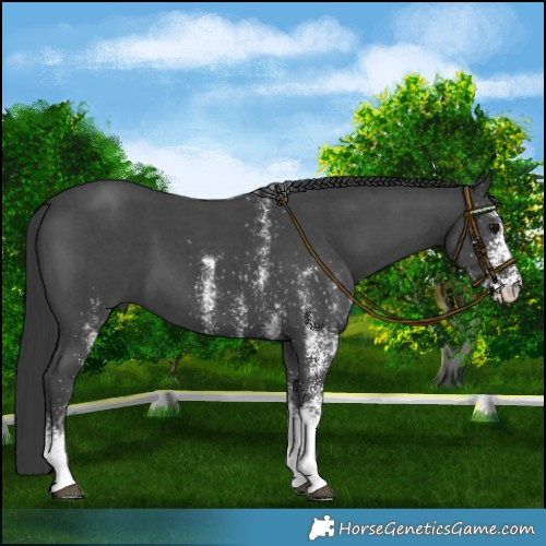 Horse Color:White Spotted Black 