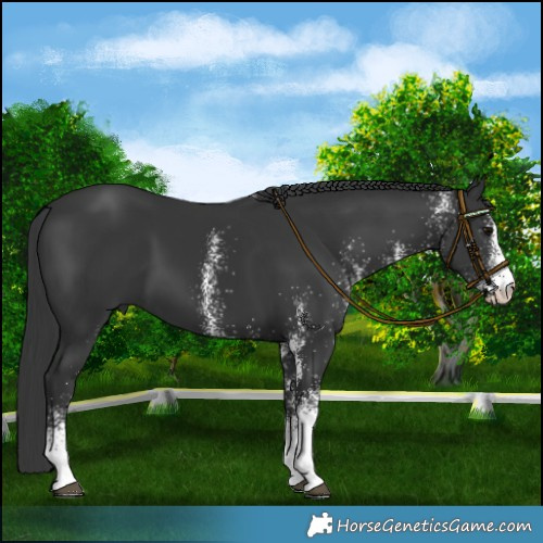 Horse Color:White Spotted Black 