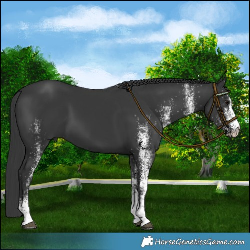 Horse Color:White Spotted Black 