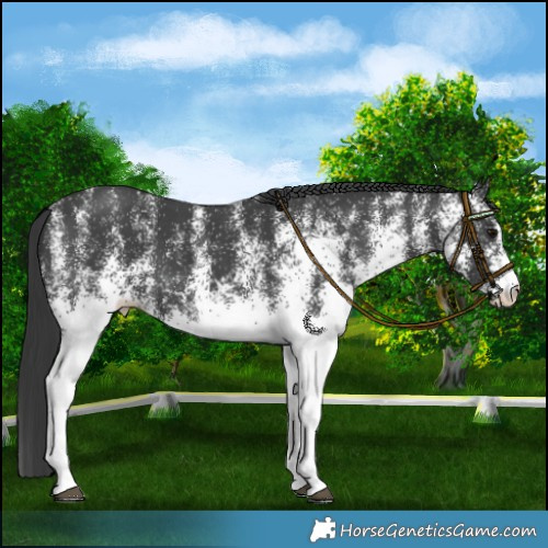 Horse Color:White Spotted Black 