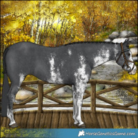 Horse Color:White Spotted Black 