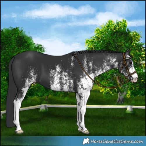 Horse Color:White Spotted Black 