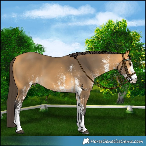 Horse Color:White Spotted Buckskin 