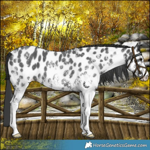 Horse Color:White Spotted Black Appaloosa 