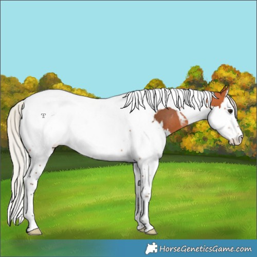 Horse Color:Silver Bay Splash Tobiano Appaloosa Rabicano 