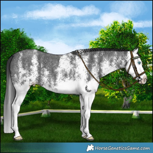 Horse Color:White Spotted Black Splash 