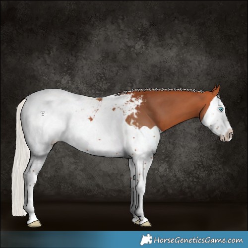 Horse Color:Silver Bay Splash Appaloosa 