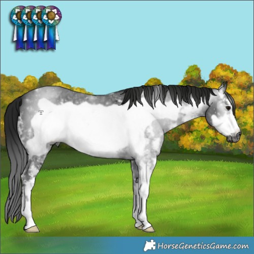 Horse Color:Gray Black Sabino Frame 