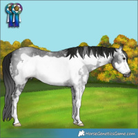 Horse Color:Gray Black Sabino Frame