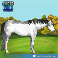 Horse Color:Gray Black Sabino Frame 