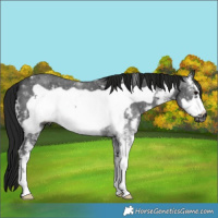 Horse Color:Gray Black Sabino Frame 