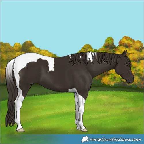 Horse Color:Liver Chestnut Tobiano