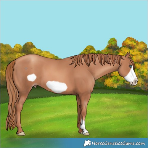 Horse Color:Gold Champagne Frame