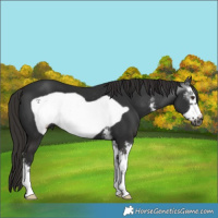 Horse Color:Gray Liver Chestnut Sabino Frame