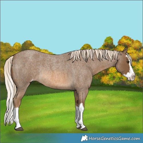 Horse Color:Chocolate Palomino Roan Splash Appaloosa Rabicano 