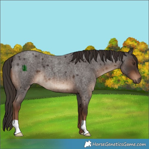 Horse Color:Liver Red Roan