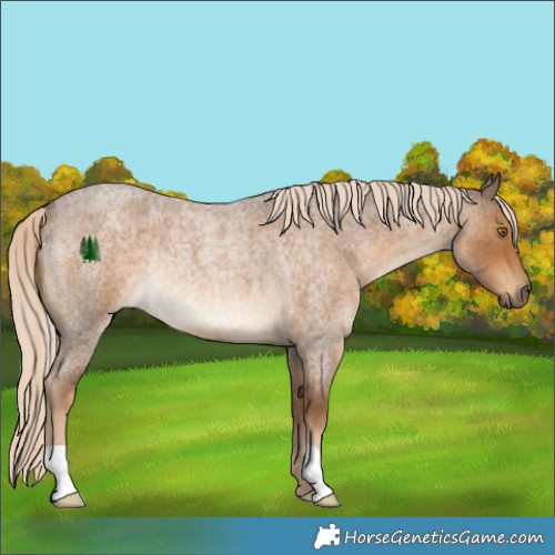 Horse Color:Chocolate Palomino Roan Rabicano