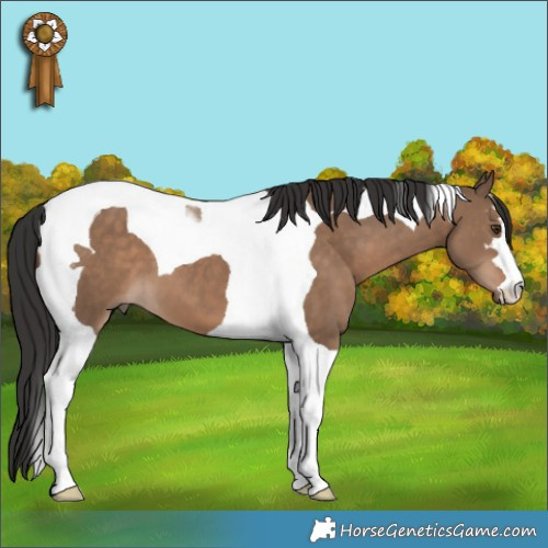 Horse Color:Liver Red Dun Tobiano 