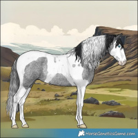 Horse Color:Blue Roan Splash Tobiano Rabicano