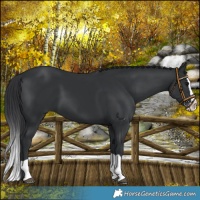 Horse Color:Black Splash 