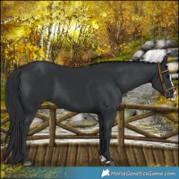 Horse Color:Black Splash