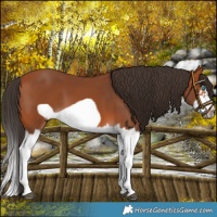 Horse Color:Bay Splash Frame 