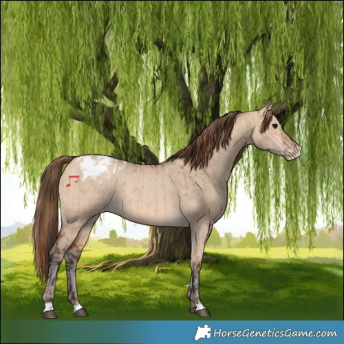 Horse Color:Bay Dun Appaloosa and Amber Champagne Dun Appaloosa