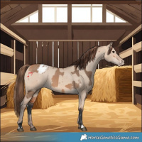 Horse Color:Bay Dun Varnish and Amber Champagne Dun Varnish