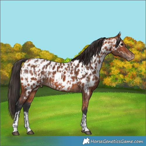 Horse Color:Bay Near Leopard and Bay Near Leopard