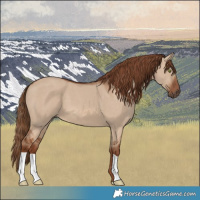 Horse Color:Red Dun 