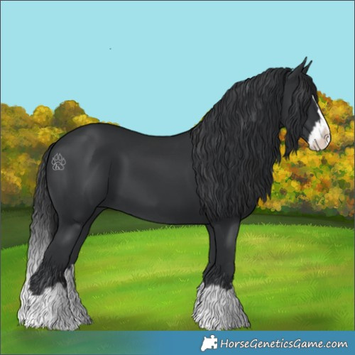 Horse Color:Black Splash