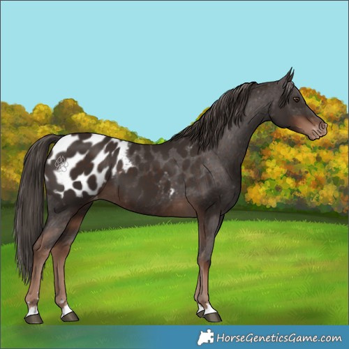 Horse Color:Liver Chestnut Appaloosa