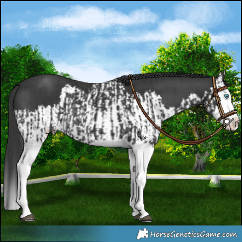 Horse Color:Black Splash  and Black Splash 