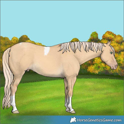Horse Color:Gold Cream Champagne Dun Tobiano 