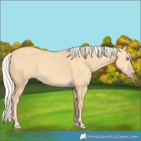Horse Color:Silver Amber Cream Champagne Dun Rabicano 