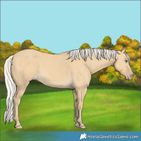 Horse Color:Silver Classic Cream Champagne Dun 
