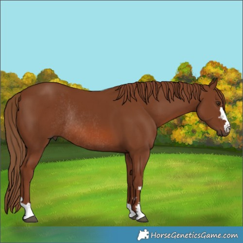 Horse Color:Chestnut Rabicano 