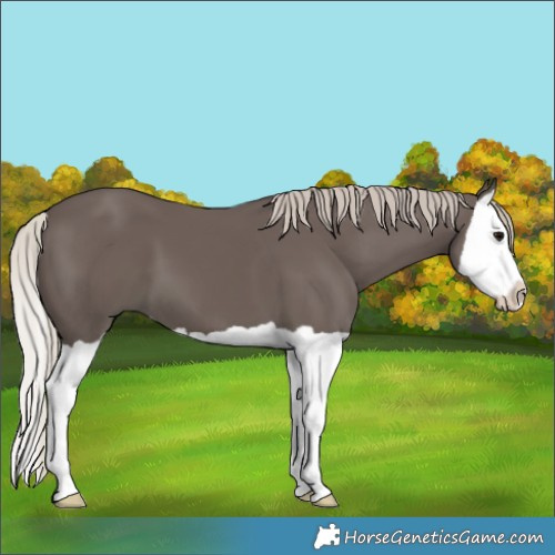 Horse Color:Silver Black Splash 