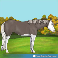 Horse Color:Silver Black Splash