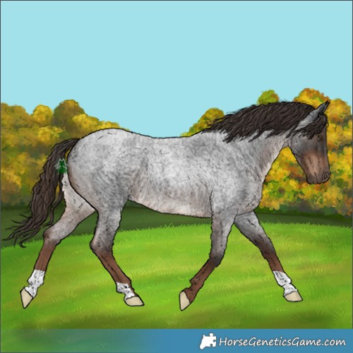 Horse Color:Liver Red Roan 