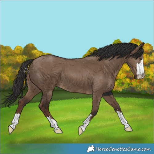 Horse Color:Liver Red Dun 