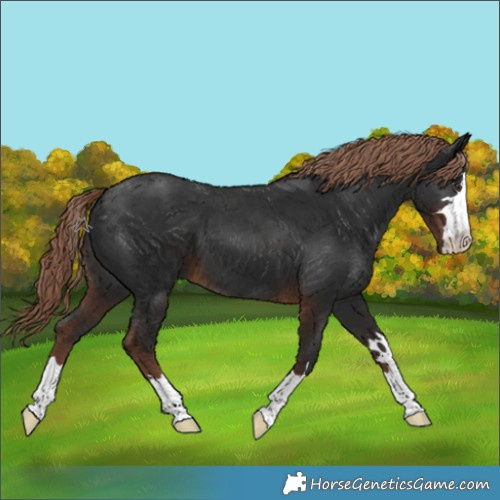Horse Color:Liver Chestnut 