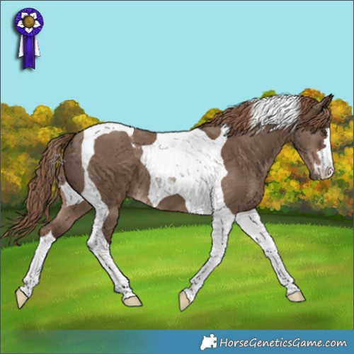 Horse Color:Liver Red Dun Tobiano 
