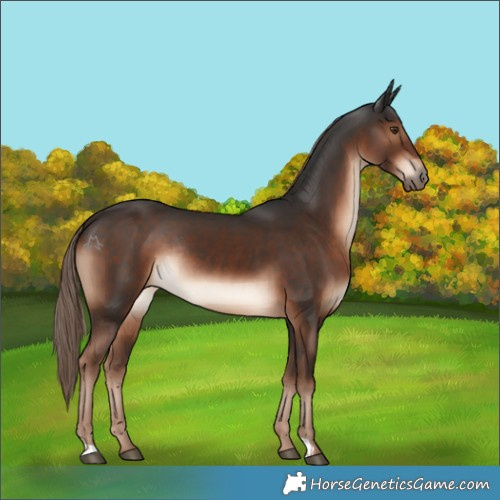 Horse Color:Liver Chestnut Rabicano 