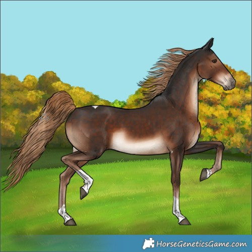 Horse Color:Liver Chestnut Tobiano 