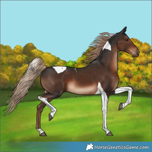 Horse Color:Liver Chestnut Tobiano 