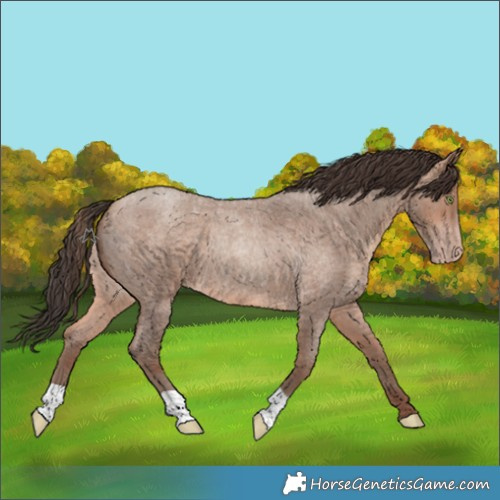 Horse Color:Sable Champagne Roan 